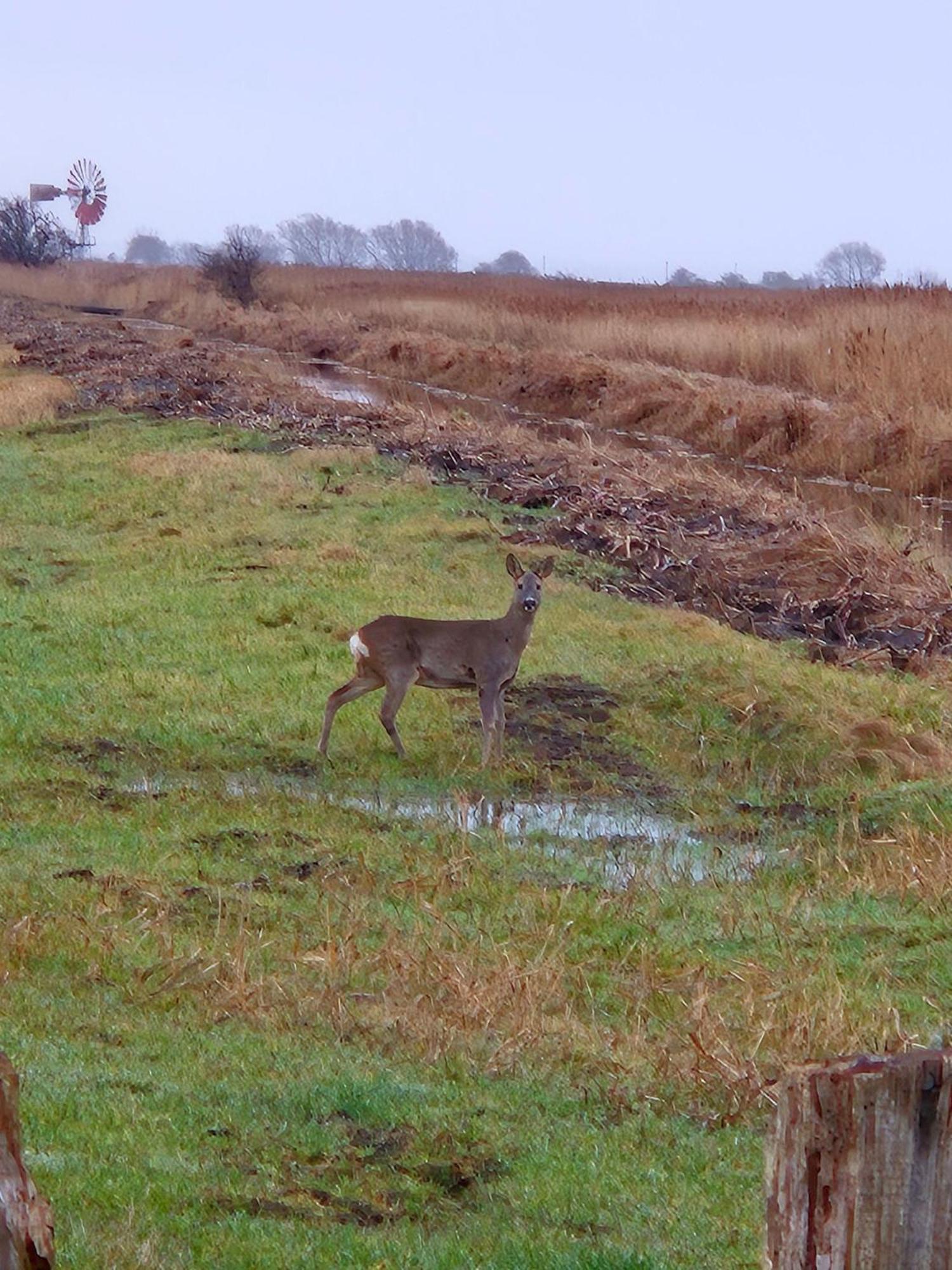 Ferienwohnung-Wildblume Petersdorf auf Fehmarn المظهر الخارجي الصورة