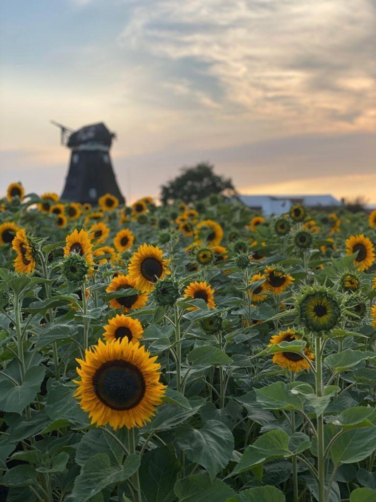 Ferienwohnung-Wildblume Petersdorf auf Fehmarn المظهر الخارجي الصورة
